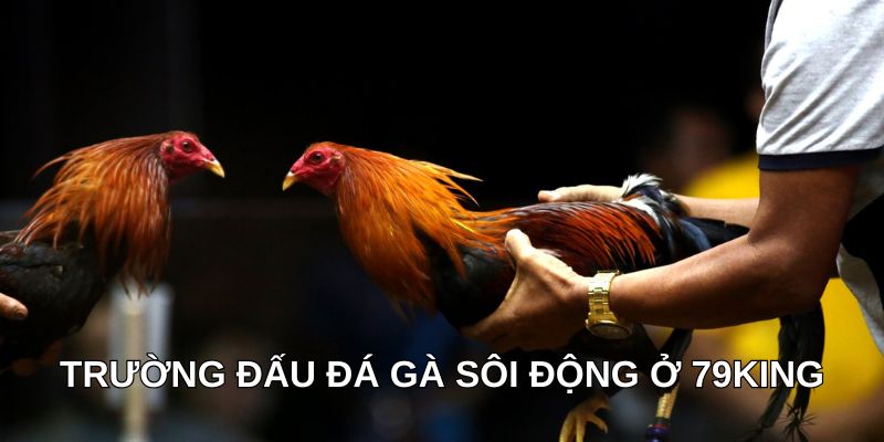 Trường đấu đá gà sôi động ở 79King